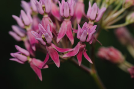 Red Milkweed, Asclepias rubra