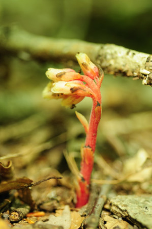 Pinesap, Monotropa hypopithys