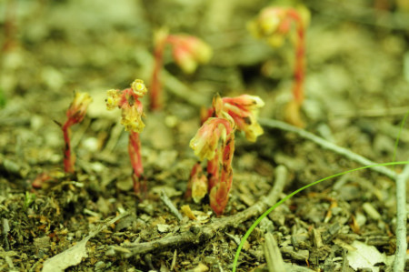 Pinesap, Monotropa hypopithys
