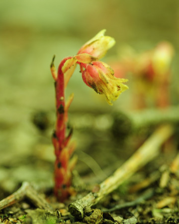 Pinesap, Monotropa hypopithys