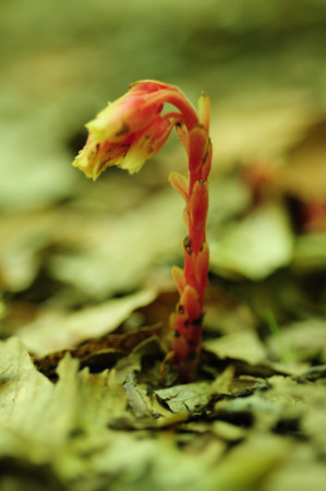 Pinesap, Monotropa hypopithys