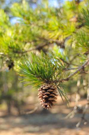 Scrub, Jersey or Virginia Pine, Pinus virginiana