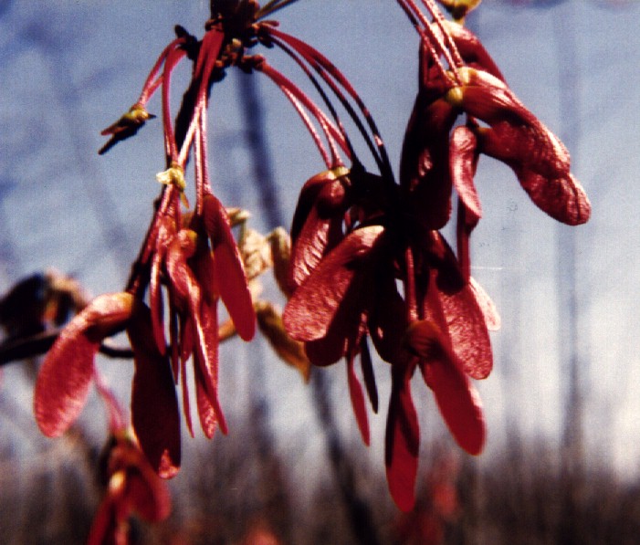 Red Maple picture