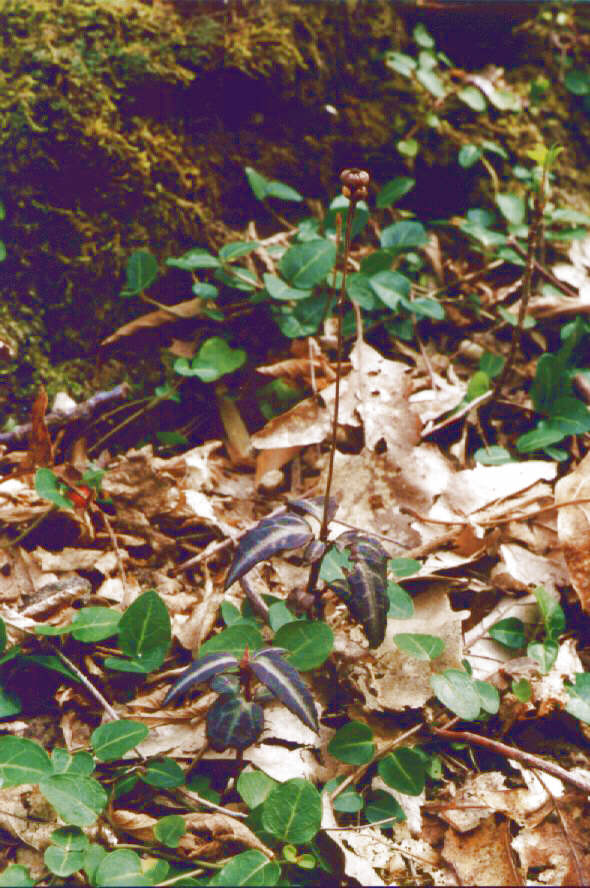 Picture of Spotted Wintergreen