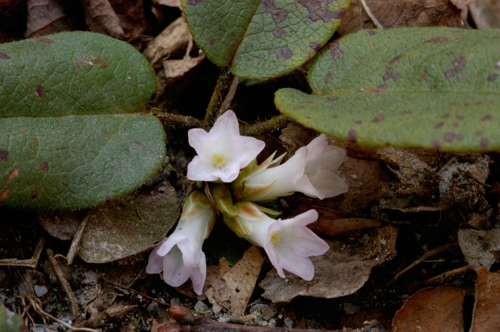 trailing arbutus