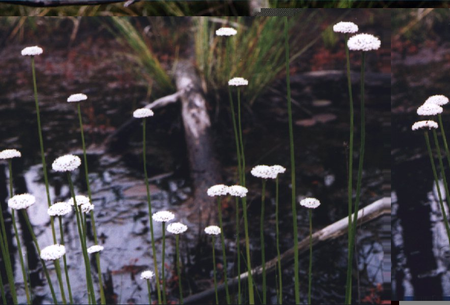 Picture of Flattened Pipewort