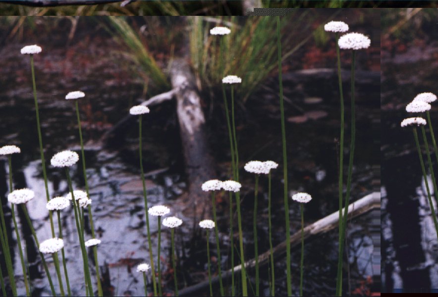 Picture of Flattened Pipewort