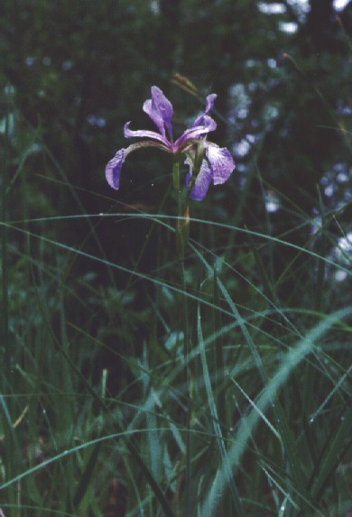 Slender Blue Flag picture