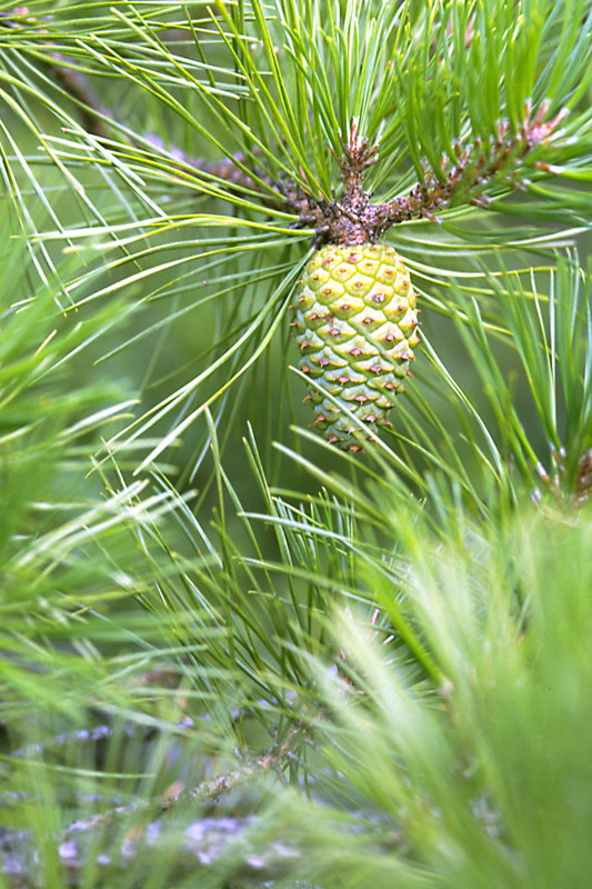 http://www.mikebaker.com/plants/images/Pinus_rigida_4.jpg