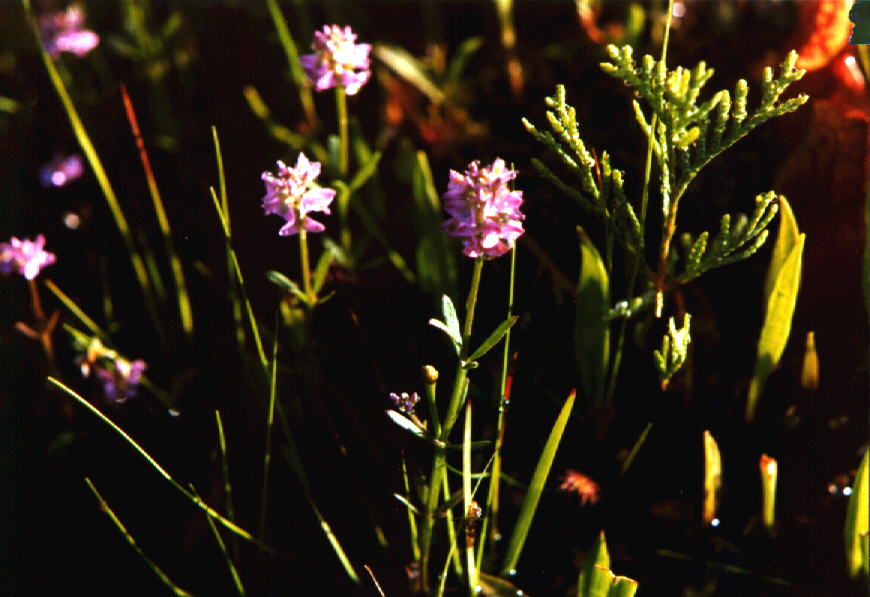 Short-leaved Milkwort picture