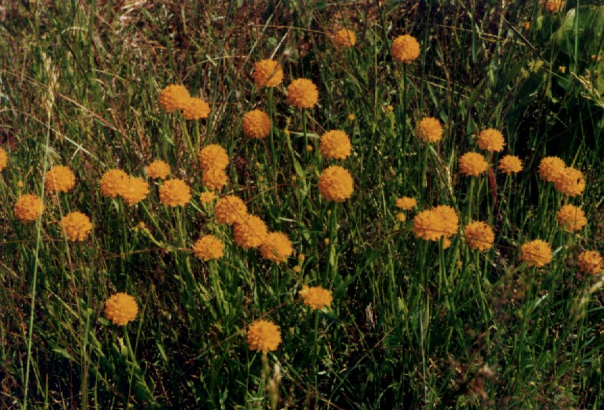 Orange Milkwort Picture