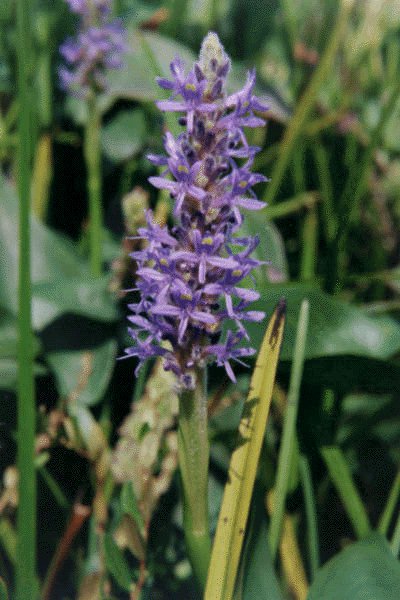 Picture of Pickerelweed