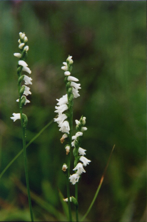 Little Ladies'-tresses orchid picture