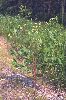 Spreading Dogbane - Apocynum androsaemifolium - pg# 198