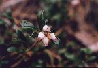 Bearberry