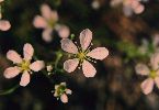 Pine-barren Sandwort - Arenaria caroliniana - pg# 182
