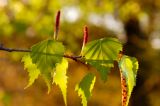 Birch, Gray - Betula populifolia - pg# 110