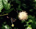 Buttonbush