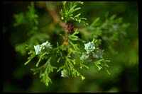 Cedar, Atlantic White - Chamaecyparis thyoides - pg# 108