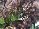 Leather-leaf - Chamaedaphne calyculata - pg# 128