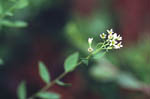 Bastard or Star Toadflax - Comandra umbellata - pg# 182