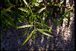 Sweet-fern - Comptonia peregrina - pg# 118