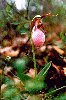 Pink Lady's Slipper