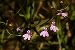 Canby's Lobelia