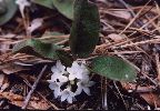 Arbutus, Trailing - Epigaea repens - pg# 136