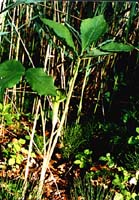 Horsetails, Common-Equisetum arvense-pg# 96