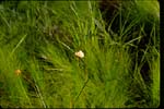 Tawny or Virginia Cotton-grass