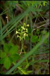 Green Woodland Orchid