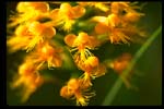 Yellow Crested Orchid