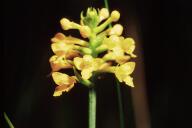 Southern Yellow Orchid