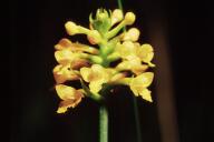 Southern Yellow Orchid