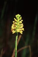 Southern Yellow Orchid