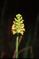 Southern Yellow Orchid