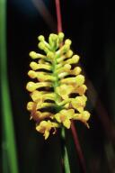 Southern Yellow Orchid