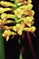 Southern Yellow Orchid