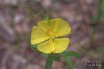 Frostweed - Helianthemum canadense - pg# 190