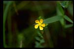 Coppery St. John's-wort