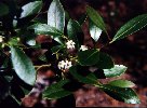 Inkberry Holly