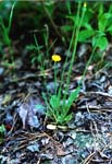 Dwarf Dandelion