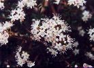 Sand-myrtle - Leiophyllum buxifolium - pg# 126