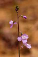 Toadflax, Blue or Old-field