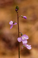 Blue or Old-field Toadflax - Linaria canadensis - pg# 202