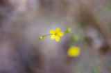 Yellow Flax - Linum intercursum - pg# 186