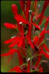 Cardinal Flower