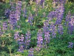 Wild Lupine - Lupinus perennis - pg# 184