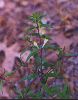 Cow-wheat - Melampyrum lineare - pg# 204